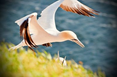 Bird flying over the sea