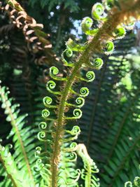 Close-up of fern