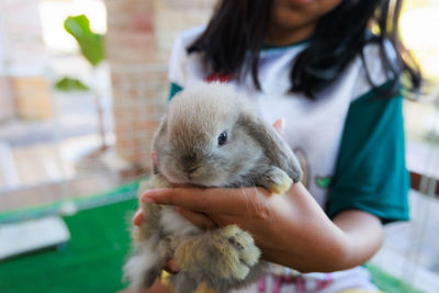 Midsection of woman holding rabbit