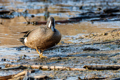 Duck swimming in lake