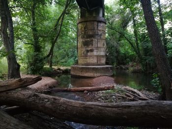 View of tree trunks in forest