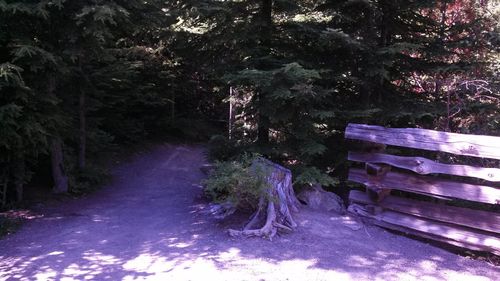Trees along road