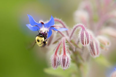 Close-up of bee pollinating on purple flower