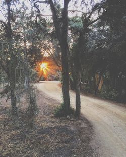 Trees in forest during sunset