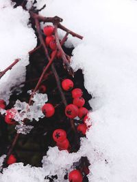Close-up of frozen ice
