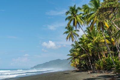 Palm trees on beach against sky