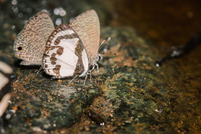 Close-up of butterfly on rock