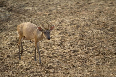 Side view of an animal on sand