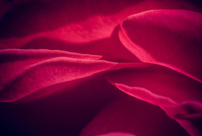 Full frame shot of pink rose