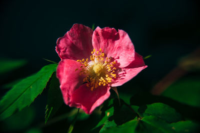 Close-up of pink rose flower