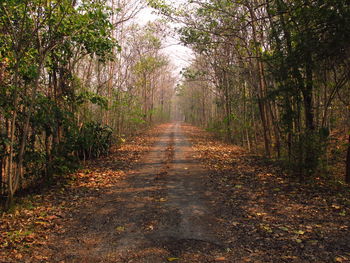 Pathway amidst trees in forest