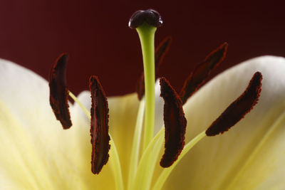 Extreme close up of the pistil yellow lily
