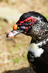 Close-up of bird