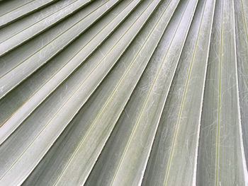 Full frame shot of palm leaf