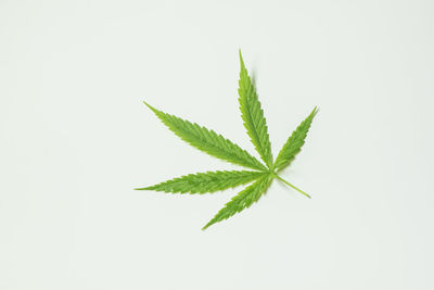 cannabis