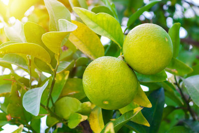 Two green young grapefruit citrus ripen in the garden