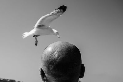 Low angle view of bird flying against clear sky