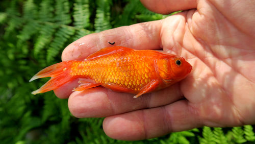 Close-up of hand holding fish