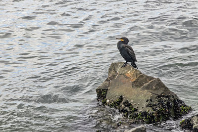 Cormorant on cliffs in the sea