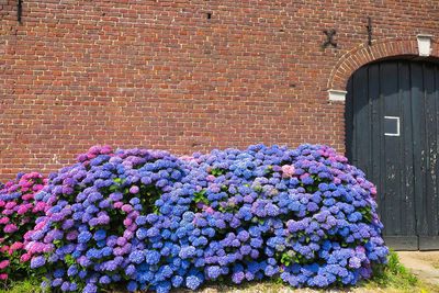 Purple flowering plants against wall