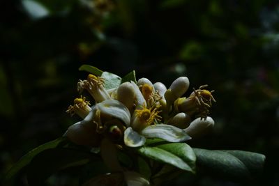 Close-up of flowering plant