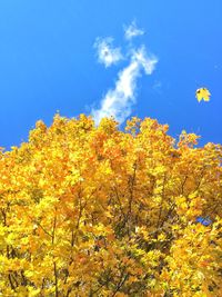 Low angle view of flowers on tree against blue sky