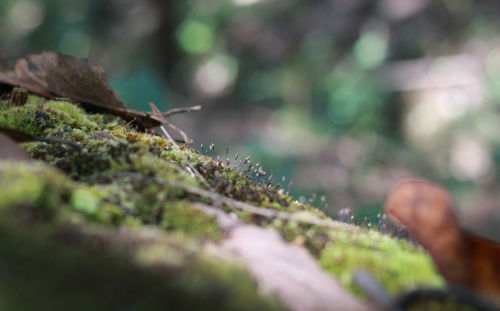 Close-up of moss on rock