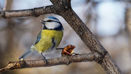 Close-up of bird perching on tree