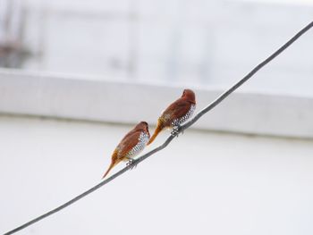 Close-up of insect on twig