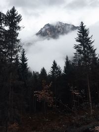 Scenic view of forest against sky