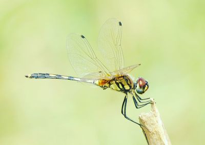 Close-up of damselfly on leaf
