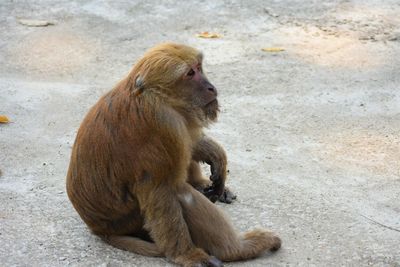 Close-up of monkey in monkey cave, chiang rai, thailand