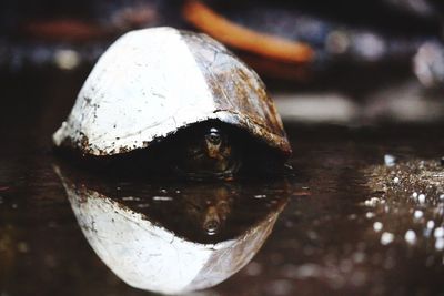 Close-up of turtle in water