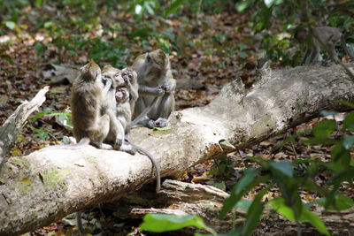 Monkey sitting on ground