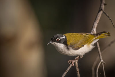 Close-up of bird perching on branch