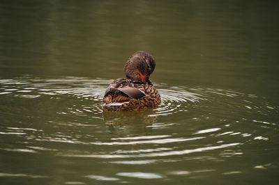 Duck swimming in a lake