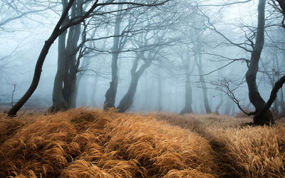 Bare trees on landscape during winter