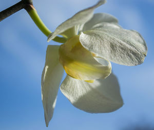 Close-up of yellow flower against blue sky