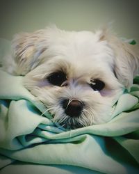 Close-up portrait of dog relaxing