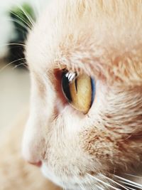 Close-up of a cat looking away