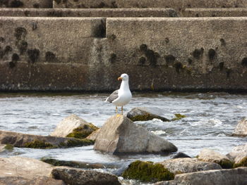 Seagull perching on rock by sea