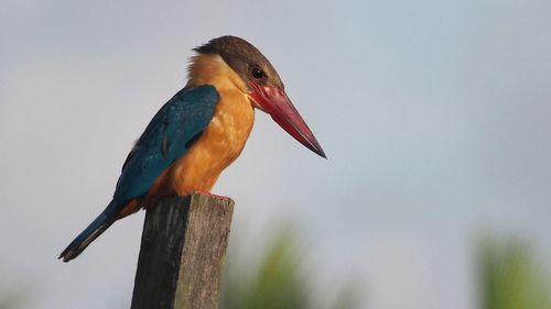 Close-up of bird perching on wooden post