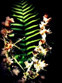 Close-up of flower blooming against black background