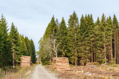 Road at a deforestation with timber pile
