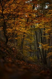 Trees growing in forest during autumn