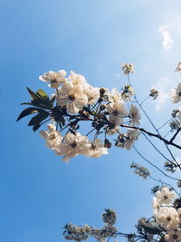 Low angle view of cherry blossom tree against blue sky