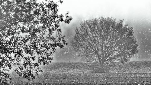 Bare tree on field against sky