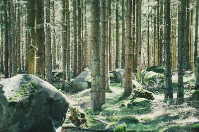 View of trees in forest during winter