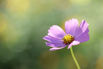 Close-up of purple flowering plant 