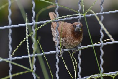 Close-up of bird perching on metal fence